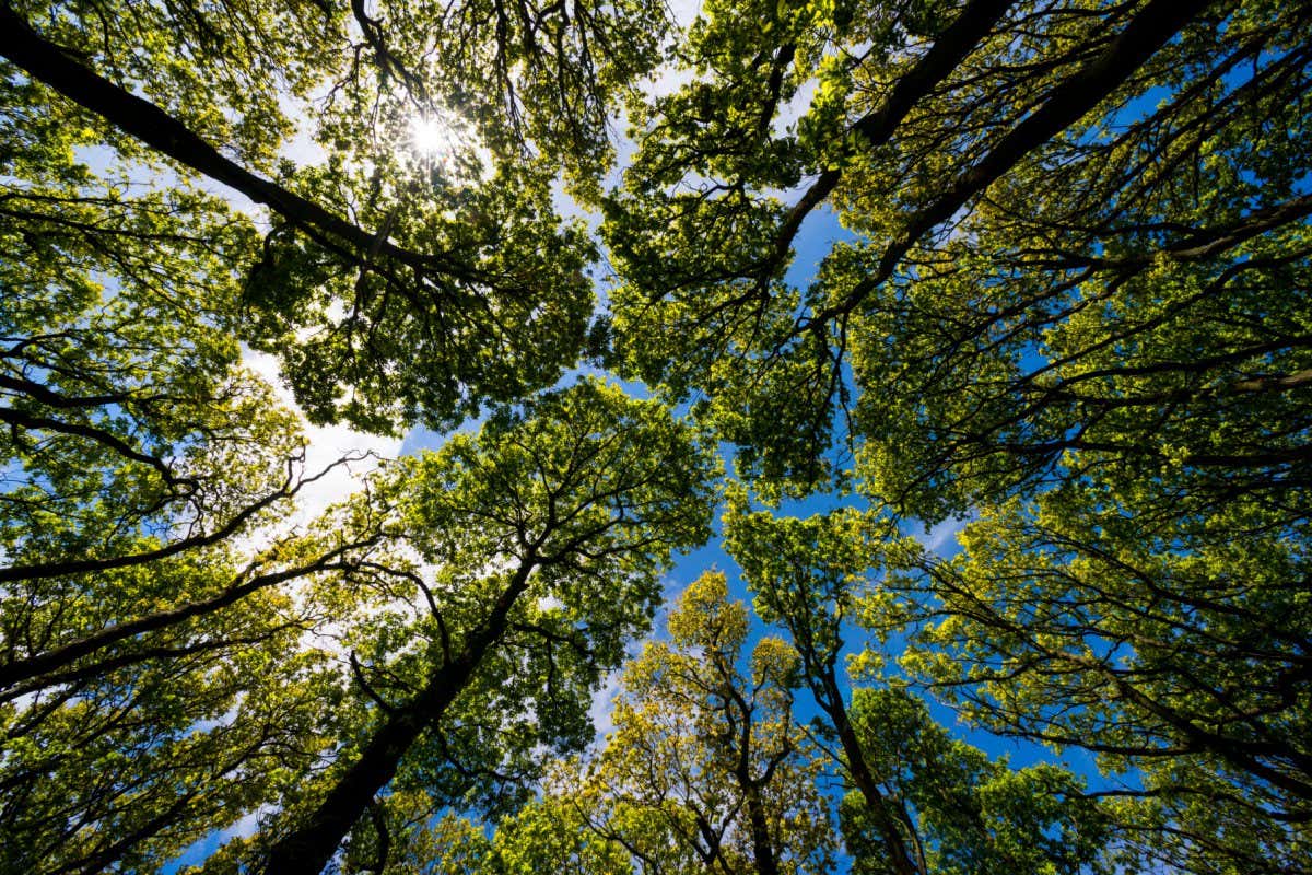 Oak tree canopy in The Ercall woods, Shropshire, England.