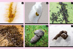 How well do you know your animal poo? Find out with this picture quiz