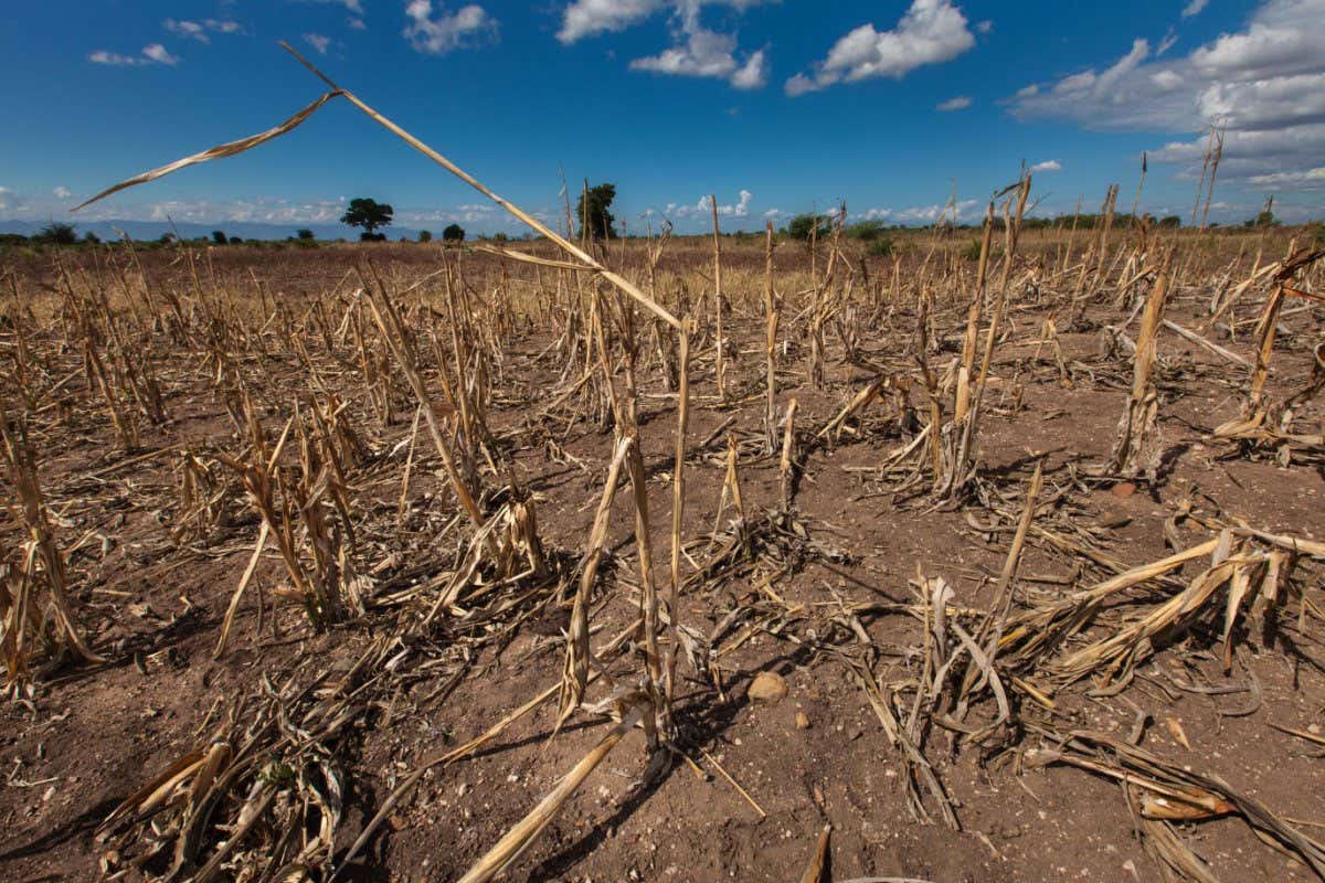 A field of dead maize plants