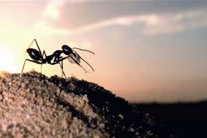 A desert ant (Cataglyphis fortis) on its nest mound