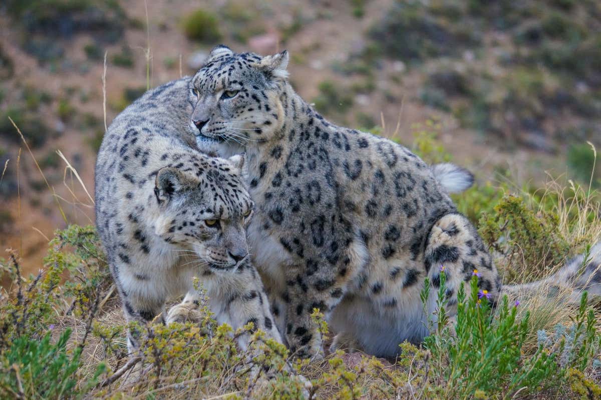 Male and female snow leopards come together.