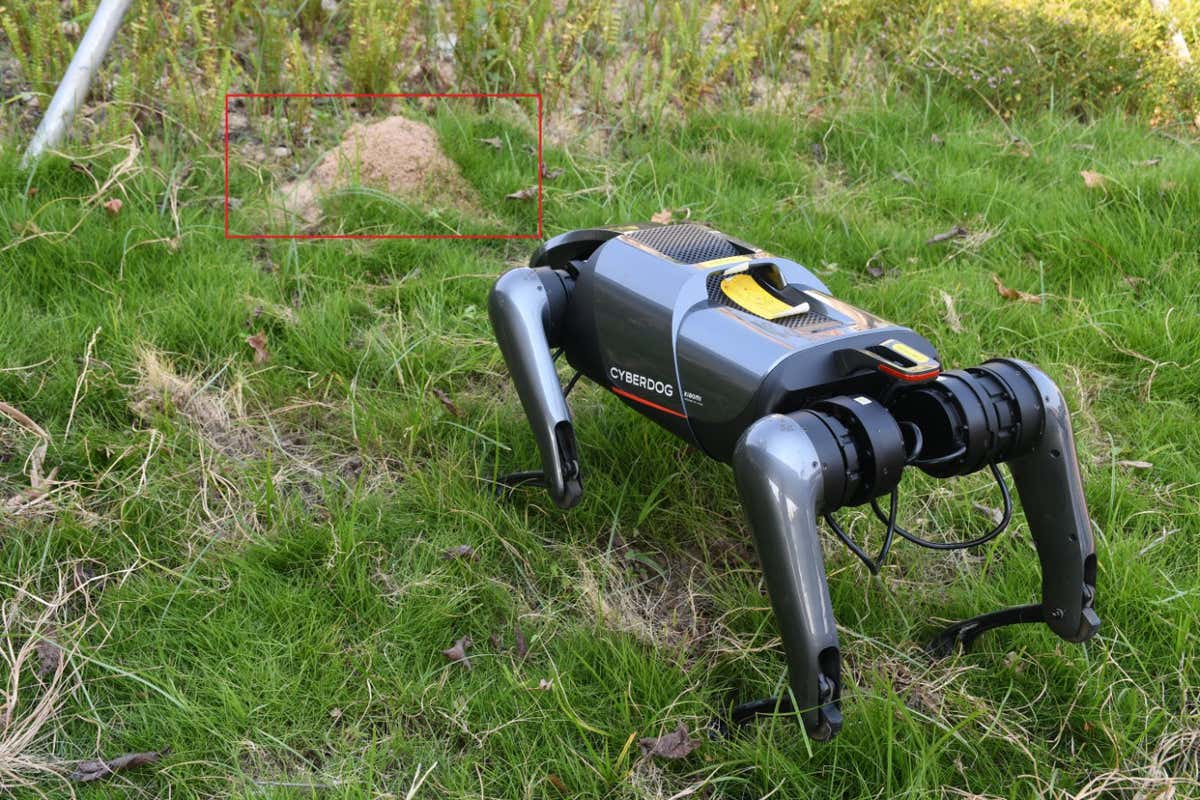 Robotic dogs can locate fire ant nests.